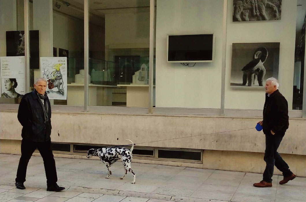 A dalmatian dog and two old men in Dalmatia of Croatia